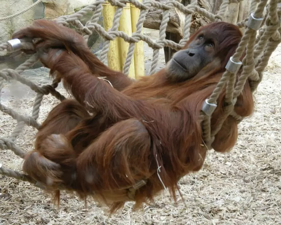 Orangutana Sandra